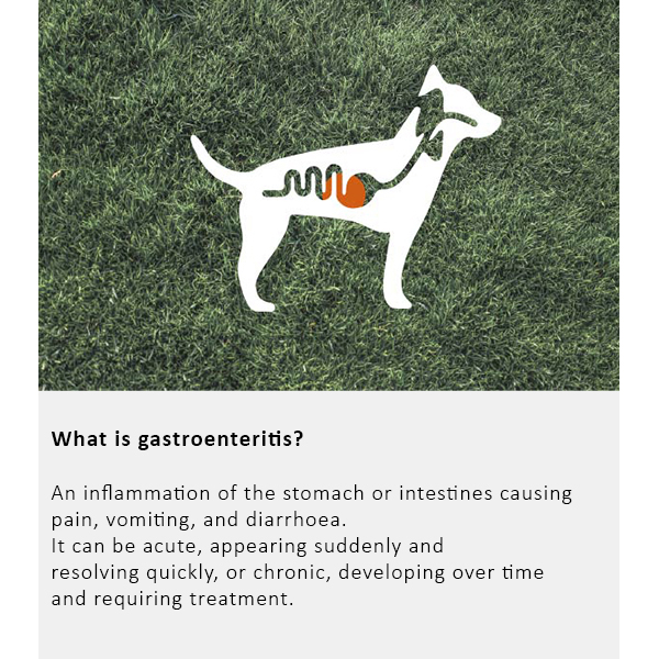 Arden Grange Vet Care Gastrointestinal Ξηρά Τροφή για Σκύλους Arden Grange Vet Care Gastrointestinal ξηρά τροφή για σκύλους – κτηνιατρική δίαιτα για σκύλους με πεπτικά προβλήματα, διαθέσιμη στην Ελλάδα από τη Milann Hellas