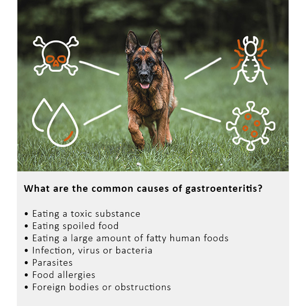Arden Grange Vet Care Gastrointestinal Ξηρά Τροφή για Σκύλους Arden Grange Vet Care Gastrointestinal ξηρά τροφή για σκύλους – κτηνιατρική δίαιτα για σκύλους με πεπτικά προβλήματα, διαθέσιμη στην Ελλάδα από τη Milann Hellas