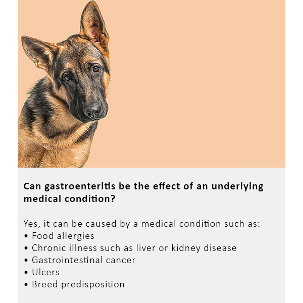 Arden Grange Vet Care Gastrointestinal Ξηρά Τροφή για Σκύλους Arden Grange Vet Care Gastrointestinal ξηρά τροφή για σκύλους – κτηνιατρική δίαιτα για σκύλους με πεπτικά προβλήματα, διαθέσιμη στην Ελλάδα από τη Milann Hellas