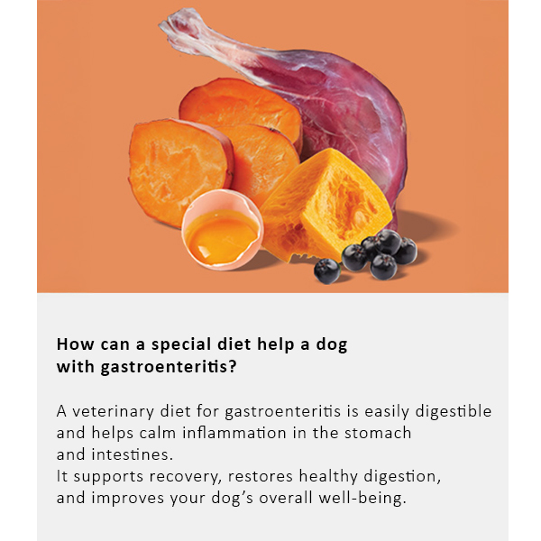 Arden Grange Vet Care Gastrointestinal Ξηρά Τροφή για Σκύλους Arden Grange Vet Care Gastrointestinal ξηρά τροφή για σκύλους – κτηνιατρική δίαιτα για σκύλους με πεπτικά προβλήματα, διαθέσιμη στην Ελλάδα από τη Milann Hellas