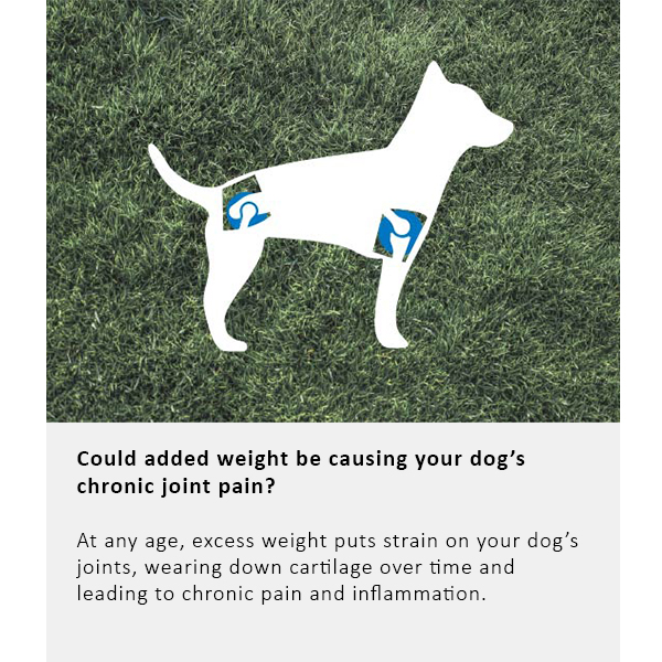 Arden Grange Vet Care Joint Care Ξηρά Τροφή για Σκύλους Arden Grange Vet Care Joint Care ξηρά τροφή για σκύλους – κτηνιατρική δίαιτα για σκύλους με προβλήματα αρθρώσεων και κινητικότητας, διαθέσιμη στην Ελλάδα από τη Milann Hellas