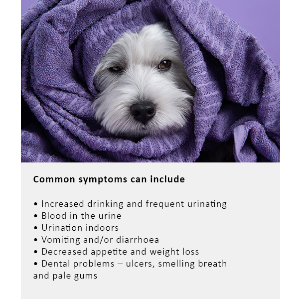 Arden Grange Vet Care Renal Ξηρά Τροφή για Σκύλους Arden Grange Vet Care Renal ξηρά τροφή για σκύλους – κτηνιατρική δίαιτα για σκύλους με νεφρική νόσο και προβλήματα νεφρών, διαθέσιμη στην Ελλάδα από τη Milann Hellas