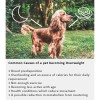 Arden Grange Vet Care Weight Control Ξηρά Τροφή για Σκύλους Arden Grange Vet Care Weight Control ξηρά τροφή για σκύλους – κτηνιατρική δίαιτα για υπέρβαρους σκύλους και διαχείριση βάρους, διαθέσιμη στην Ελλάδα από τη Milann Hellas