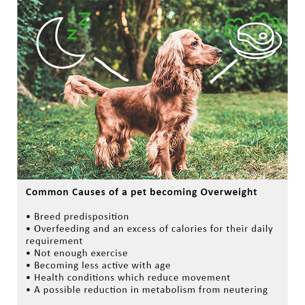 Arden Grange Vet Care Weight Control Ξηρά Τροφή για Σκύλους Arden Grange Vet Care Weight Control ξηρά τροφή για σκύλους – κτηνιατρική δίαιτα για υπέρβαρους σκύλους και διαχείριση βάρους, διαθέσιμη στην Ελλάδα από τη Milann Hellas