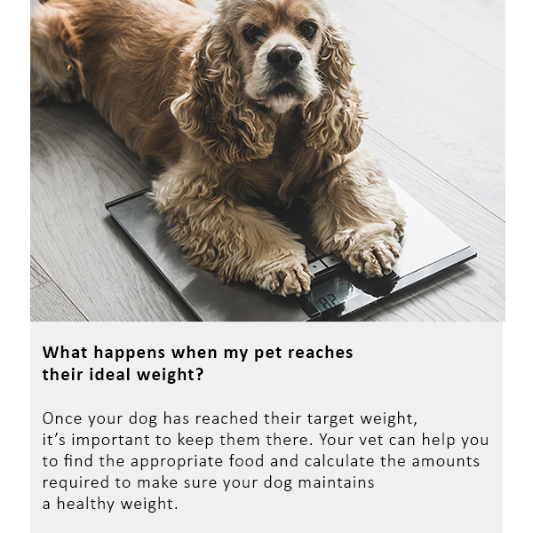 Arden Grange Vet Care Weight Control Ξηρά Τροφή για Σκύλους Arden Grange Vet Care Weight Control ξηρά τροφή για σκύλους – κτηνιατρική δίαιτα για υπέρβαρους σκύλους και διαχείριση βάρους, διαθέσιμη στην Ελλάδα από τη Milann Hellas